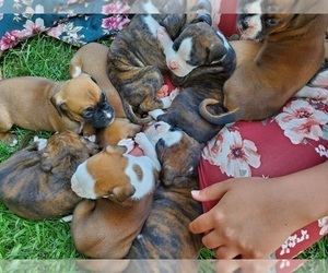 Boxer Litter for sale in ROBESONIA, PA, USA