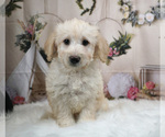 Small Photo #1 Bernedoodle-Poodle (Miniature) Mix Puppy For Sale in WARSAW, IN, USA