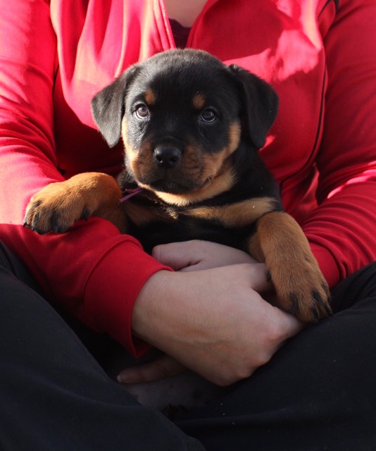 Medium Photo #1 Rottweiler Puppy For Sale in ABERDEEN, MD, USA