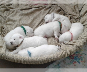 Great Pyrenees Litter for sale in PAHRUMP, NV, USA