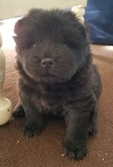 Chow Chow Litter for sale in LELAND, NC, USA