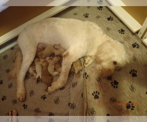 Goldendoodle Litter for sale in SCOTTSVILLE, KY, USA