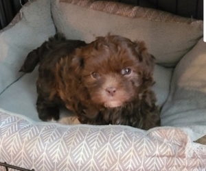 Medium Cavapoo