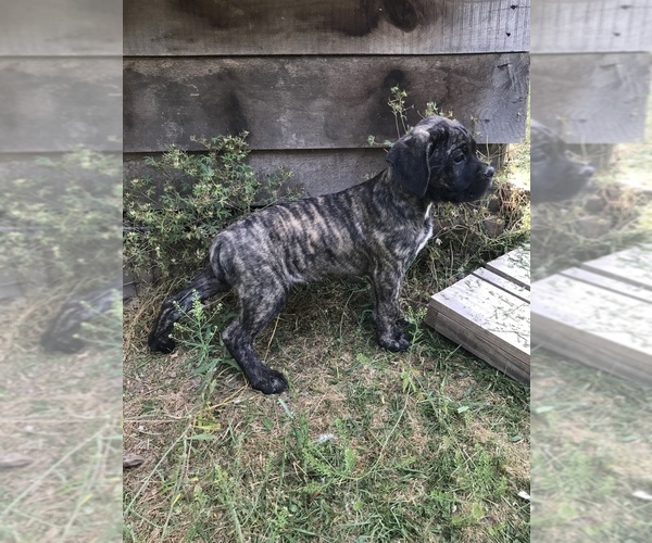 Medium Photo #1 Cane Corso Puppy For Sale in ACKERMAN, MS, USA