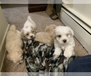 Lhasa Apso-Morkie Mix Litter for sale in COLTS NECK, NJ, USA