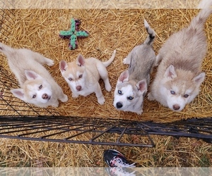 Siberian Husky Litter for sale in STOCKTON, MO, USA