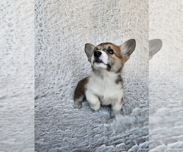 Medium Photo #1 Pembroke Welsh Corgi Puppy For Sale in SIDNEY, OH, USA