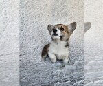 Small Photo #1 Pembroke Welsh Corgi Puppy For Sale in SIDNEY, OH, USA