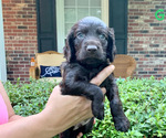 Small Photo #1 Boykin Spaniel Puppy For Sale in DALZELL, SC, USA