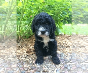 Springerdoodle Litter for sale in MADISON, WI, USA