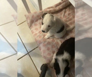 Border Collie-Treeing Walker Coonhound Mix Litter for sale in WARE, MA, USA