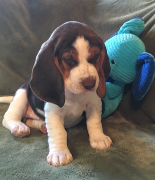 Medium Photo #1 Beagle Puppy For Sale in PINCKNEY, MI, USA