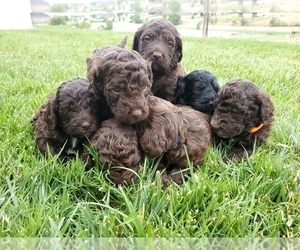 Medium Goldendoodle-Springerdoodle Mix