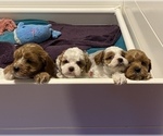Small Photo #1 Cavapoo Puppy For Sale in GREER, SC, USA