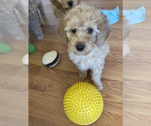 Goldendoodle (Miniature) Litter for sale in WAYNESVILLE, NC, USA
