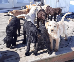 Labradoodle Litter for sale in LEBANON, MO, USA