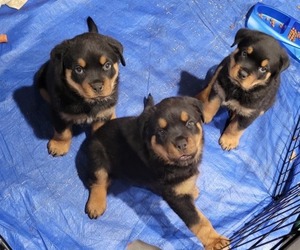 Rottweiler Litter for sale in LACEY, WA, USA