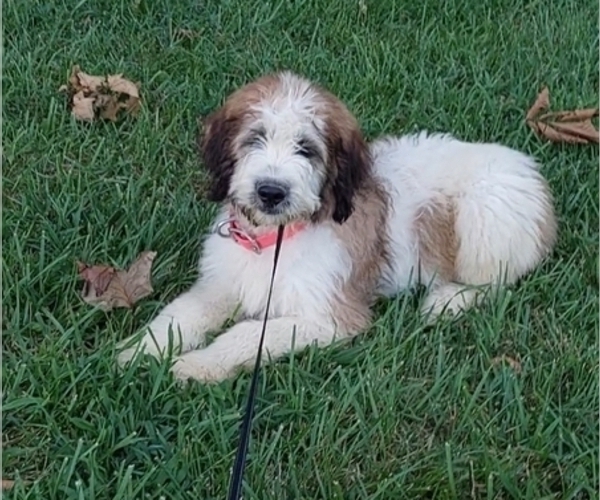 Medium Photo #1 Saint Berdoodle Puppy For Sale in LEWISBURG, KY, USA
