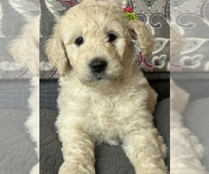 Goldendoodle Litter for sale in TACOMA, WA, USA