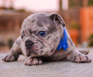 French Bulldog Litter for sale in PLANADA, CA, USA
