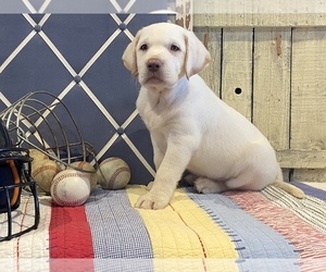 Labrador Retriever Litter for sale in MOYERS, OK, USA
