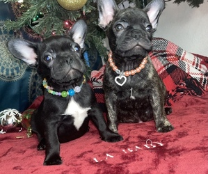 French Bulldog Litter for sale in FRESNO, CA, USA