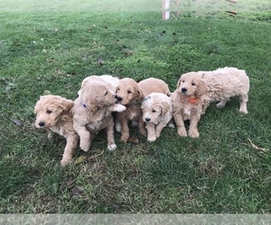 English Cream Golden Retriever-Poodle (Standard) Mix Litter for sale in BOWLING GREEN, KY, USA