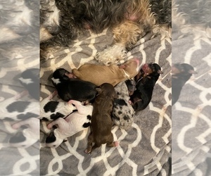 Aussie-Poo-Cavapoo Mix Litter for sale in PHOENIX, AZ, USA
