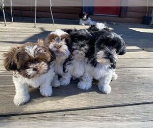 Zuchon Litter for sale in BLMGTN, IN, USA