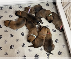 Belgian Malinois Litter for sale in ELLERBE, NC, USA