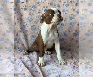 Boston Terrier Litter for sale in GREENWOOD, AR, USA