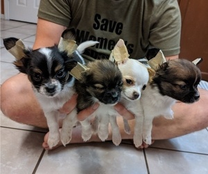 Chihuahua Litter for sale in OVIEDO, FL, USA