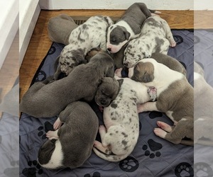 Great Dane Litter for sale in CLEARFIELD, UT, USA