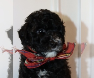 Poodle (Miniature) Litter for sale in CRANBERRY TWP, PA, USA