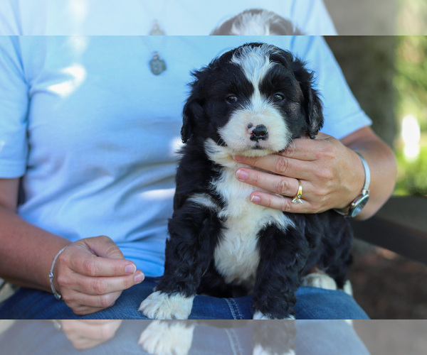 Medium Photo #1 Bernedoodle Puppy For Sale in BERLIN, NJ, USA