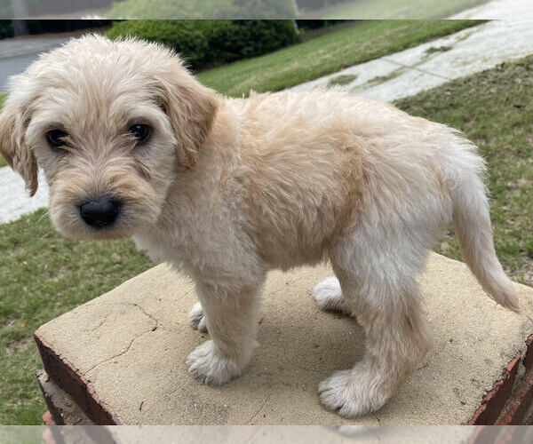 Medium Photo #1 Labradoodle Puppy For Sale in CHELSEA, AL, USA
