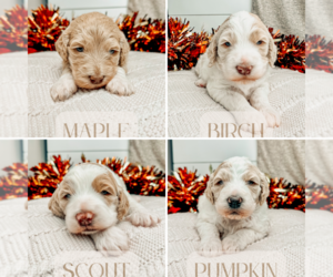 Goldendoodle Litter for sale in MADISON HEIGHTS, VA, USA