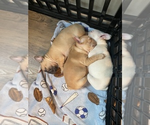 French Bulldog Litter for sale in FEDERAL WAY, WA, USA