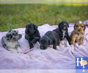 Australian Shepherd-Poogle Mix Litter for sale in ELLENBORO, NC, USA