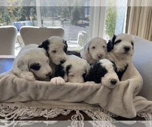 Sheepadoodle Litter for sale in CONIFER, CO, USA