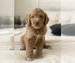 Double Doodle Litter for sale in NORCO, CA, USA