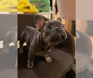 French Bulldog Litter for sale in JERSEY CITY, NJ, USA
