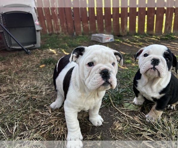 Medium Photo #1 Bulldog Puppy For Sale in WAMEGO, KS, USA