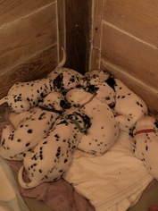 Dalmatian Litter for sale in LONGS, SC, USA