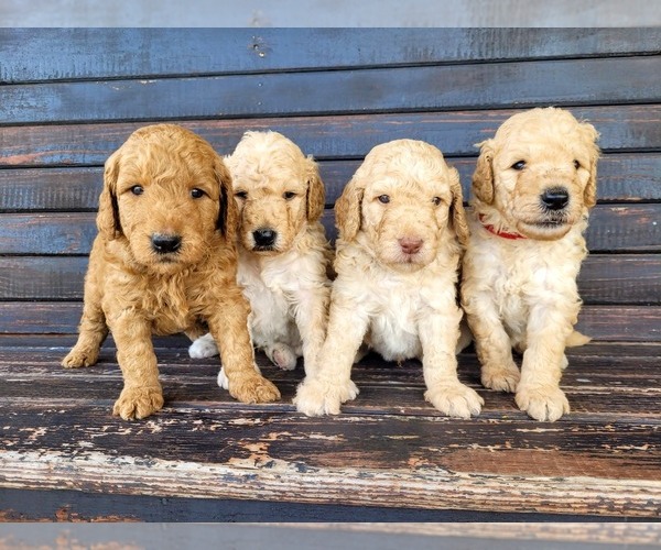 Medium Photo #1 Goldendoodle Puppy For Sale in NEWBERRY, SC, USA