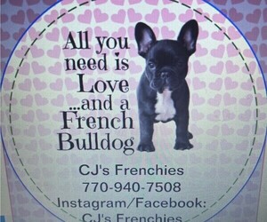 French Bulldog Litter for sale in POWDER SPRINGS, GA, USA