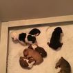 Small Photo #1 Olde English Bulldogge Puppy For Sale in LEES SUMMIT, MO, USA