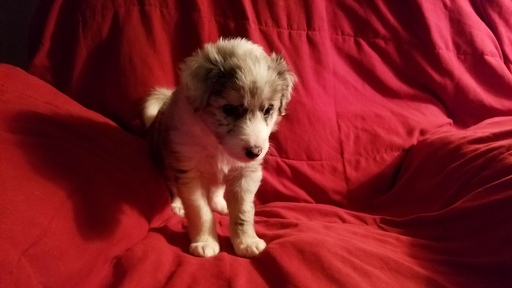 Medium Photo #1 Border Collie Puppy For Sale in CHINO VALLEY, AZ, USA