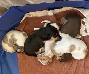 Dachshund Litter for sale in GREENSBURG, PA, USA