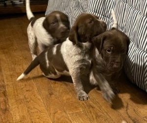 German Shorthaired Pointer Litter for sale in CLINTON, IA, USA